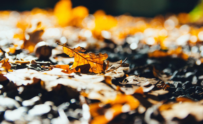 Spooky Season – Tributo all'autunno (mostra)